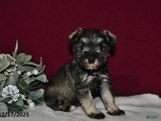 Miniature Schnauzer dogs Roxy - Ad 17