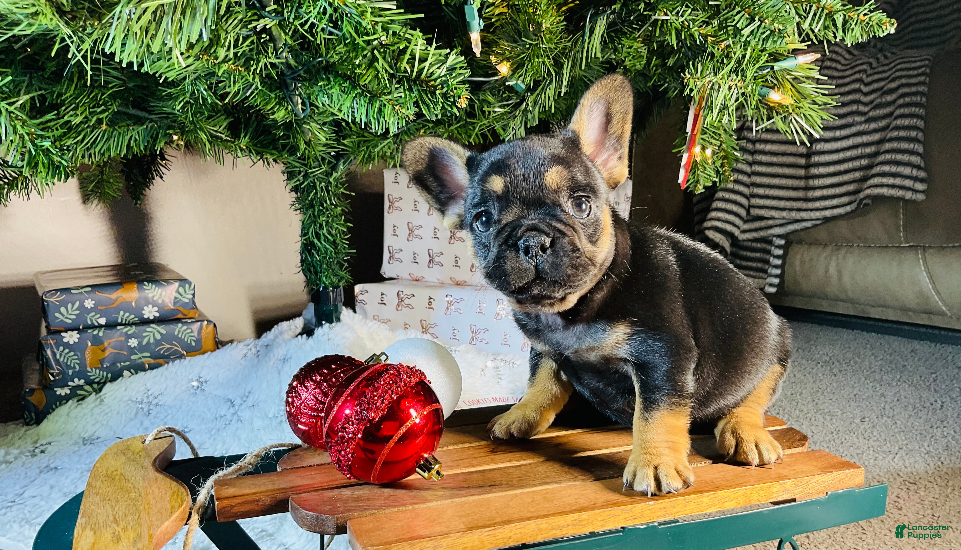 French Bulldog dogs Ellie - Ad 40
