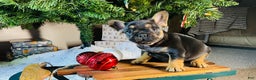 French Bulldog dogs for sale: Ellie - Ad 1