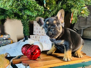 French Bulldog dogs Ellie - Ad 40