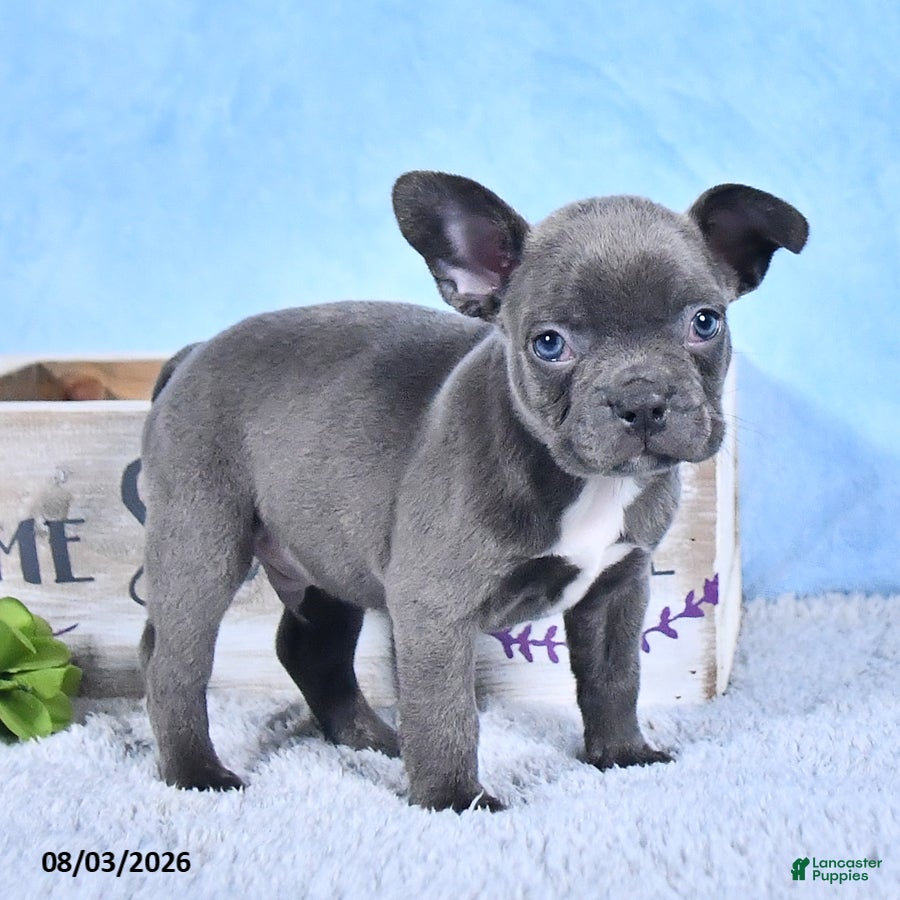 Frenchton dogs Lonny - Ad 2