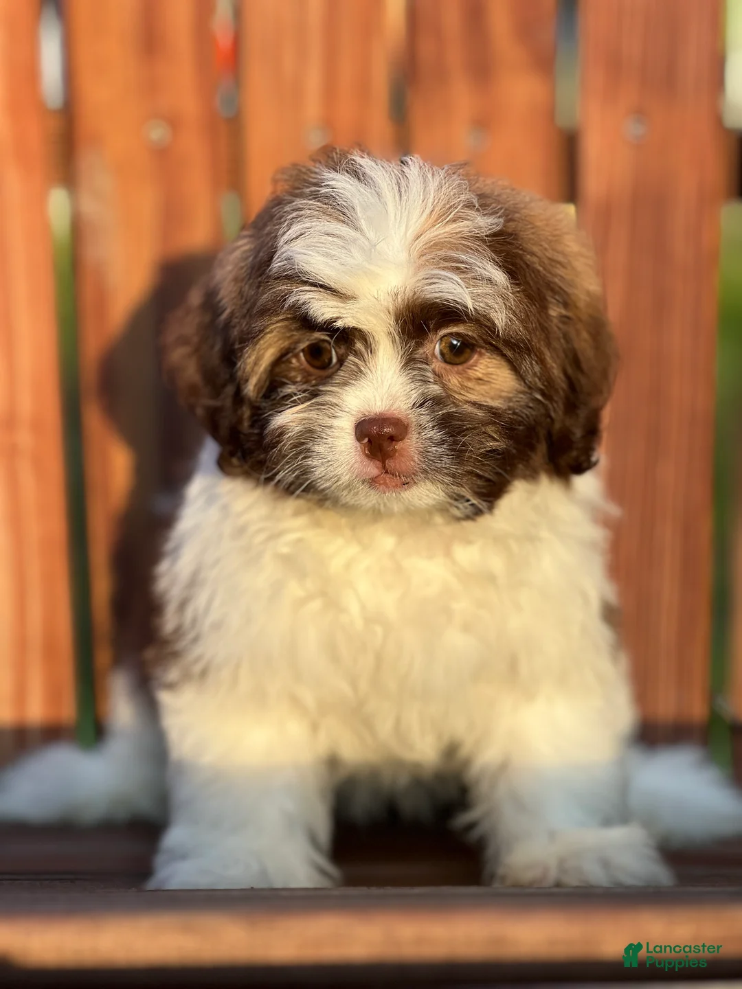 Shihpoo dogs for sale: Farrah - Ad 2