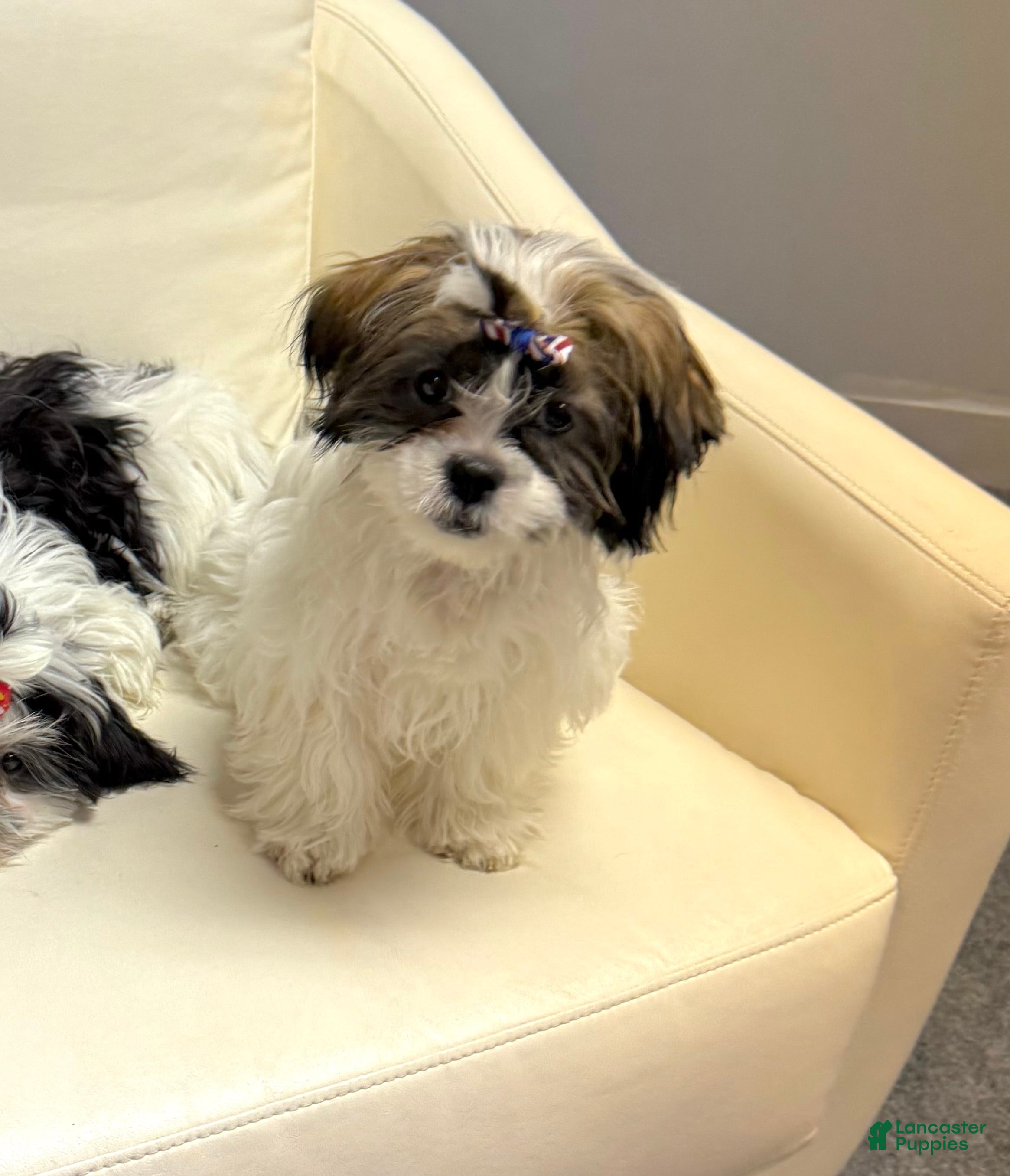 Shih Tzu dogs Bandit  - Ad 2