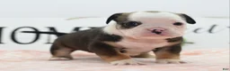 Mixed Breed dogs for sale: Queen - Ad 25
