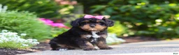 Cavapoo dogs for sale: Millie - Ad 7