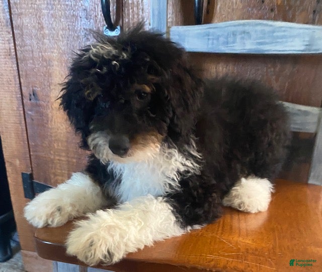 Mini Bernedoodle dogs Bo- mini/medium - Ad 2