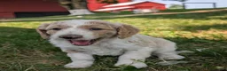 Goldendoodle dogs for sale: Chloe  - Ad 4
