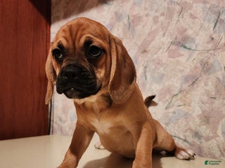 Puggle dogs Tammy - Ad 40