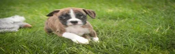 Boxer dogs for sale: Rhett - Ad 6