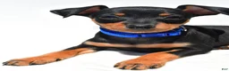 Miniature Pinscher dogs for sale: Buddy - Ad 5