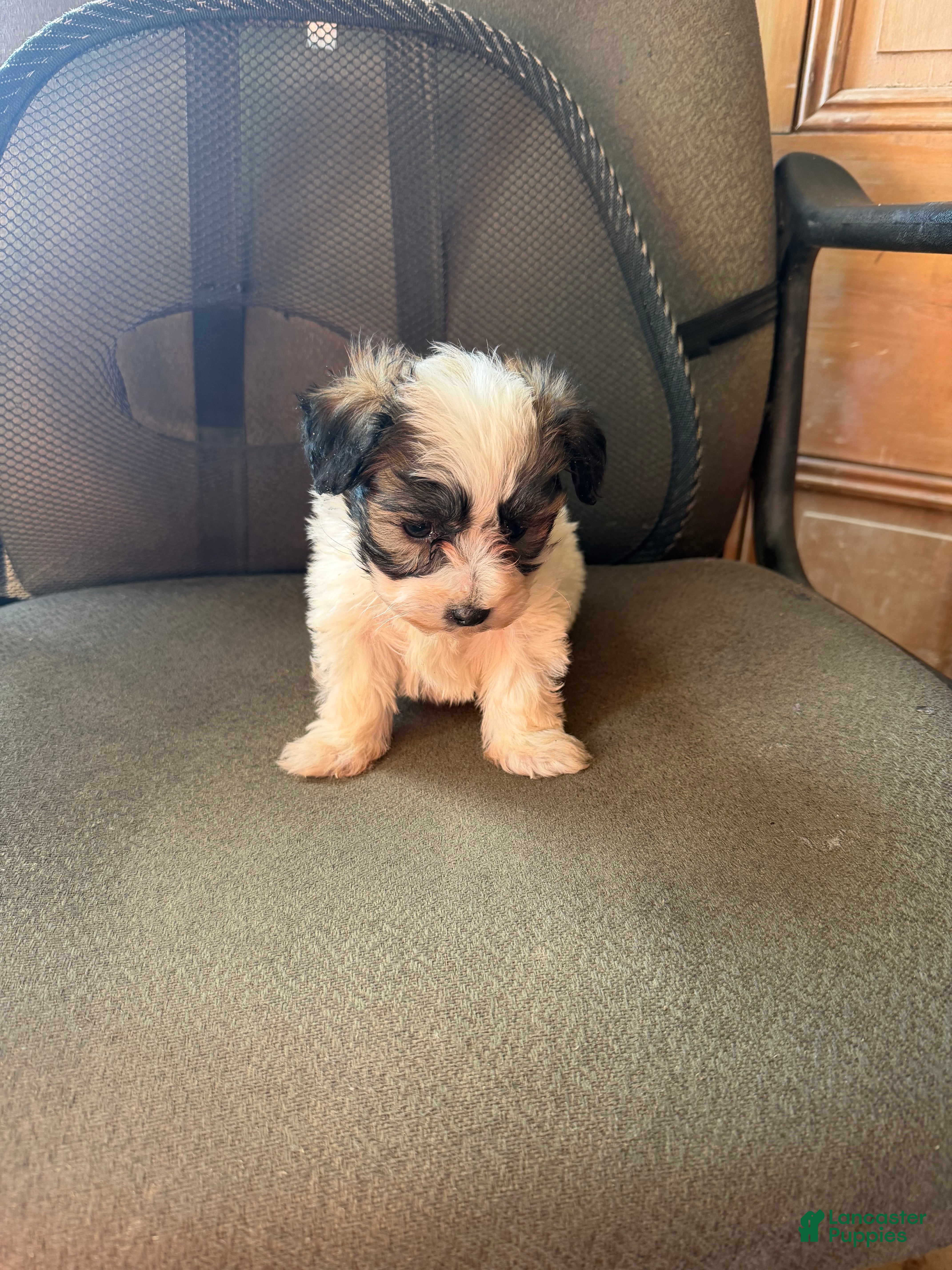 Maltipoo dogs Maltipoo Puppy 2 - Ad 12
