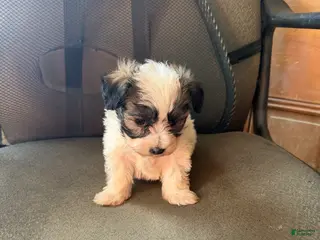 Maltipoo dogs Maltipoo Puppy 2 - Ad 12