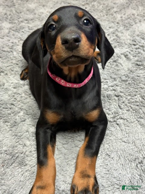 Doberman Pinscher dogs Doberman Pinscher Puppy 5 - Ad 4