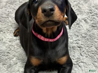 Doberman Pinscher dogs Doberman Pinscher Puppy 5 - Ad 4