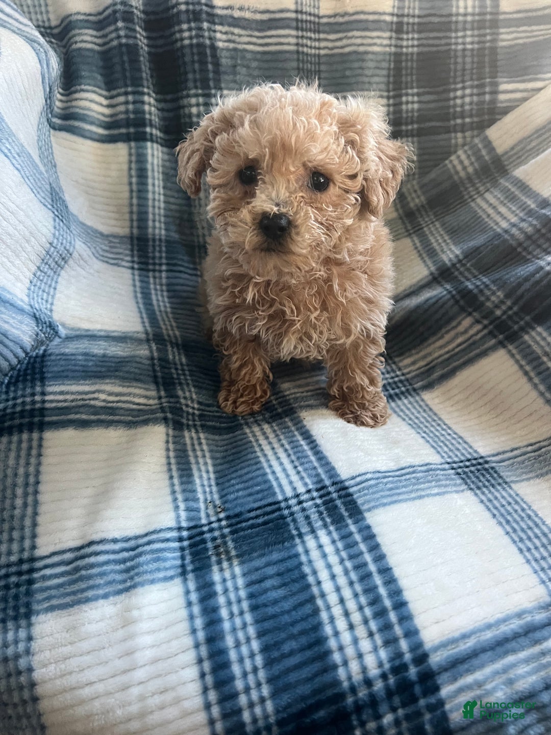 Shihpoo dogs for sale: Shihpoo Puppy 1 - Ad 6
