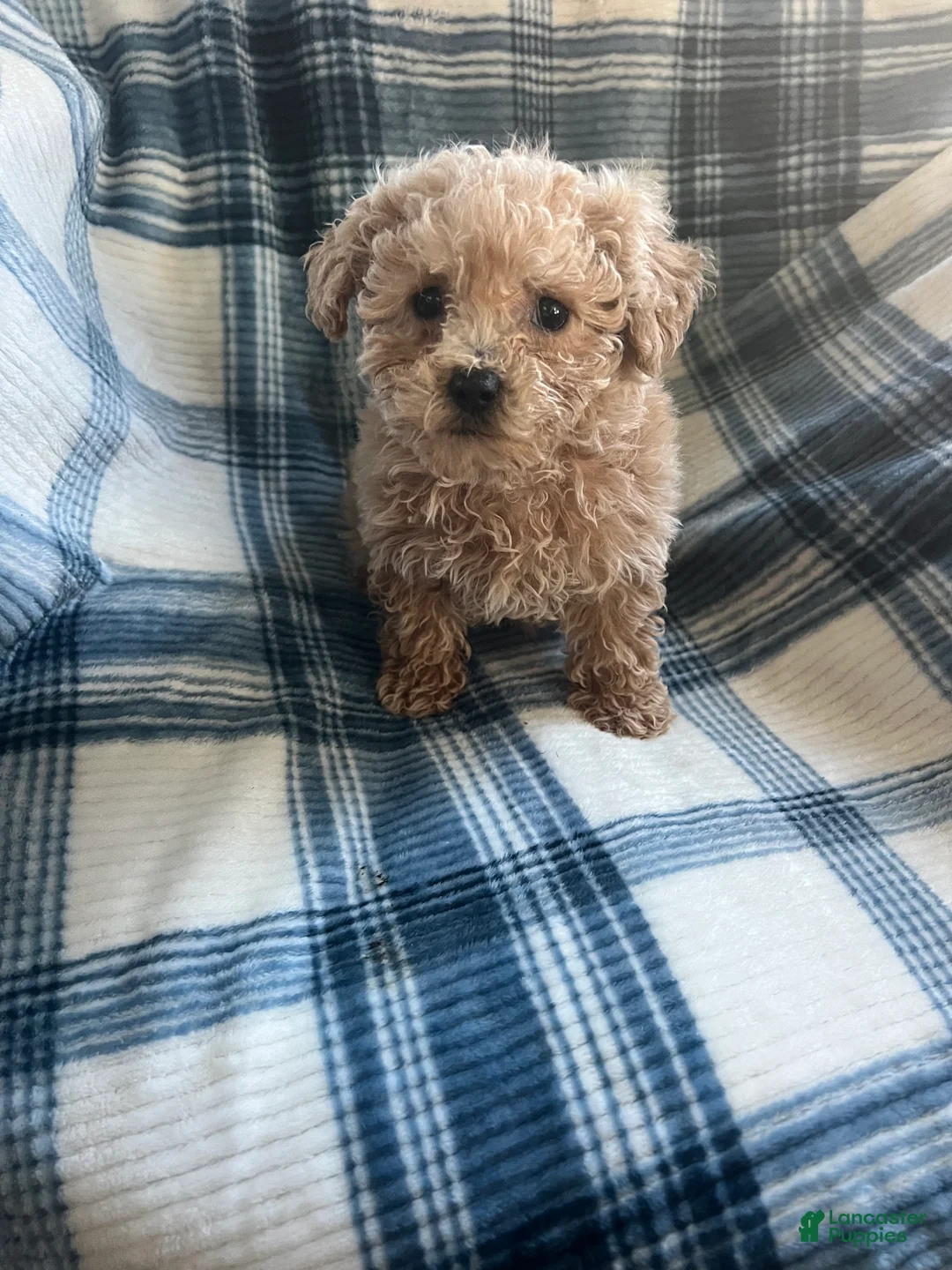 Shihpoo dogs for sale: Peanut (shih-poo) - Ad 6