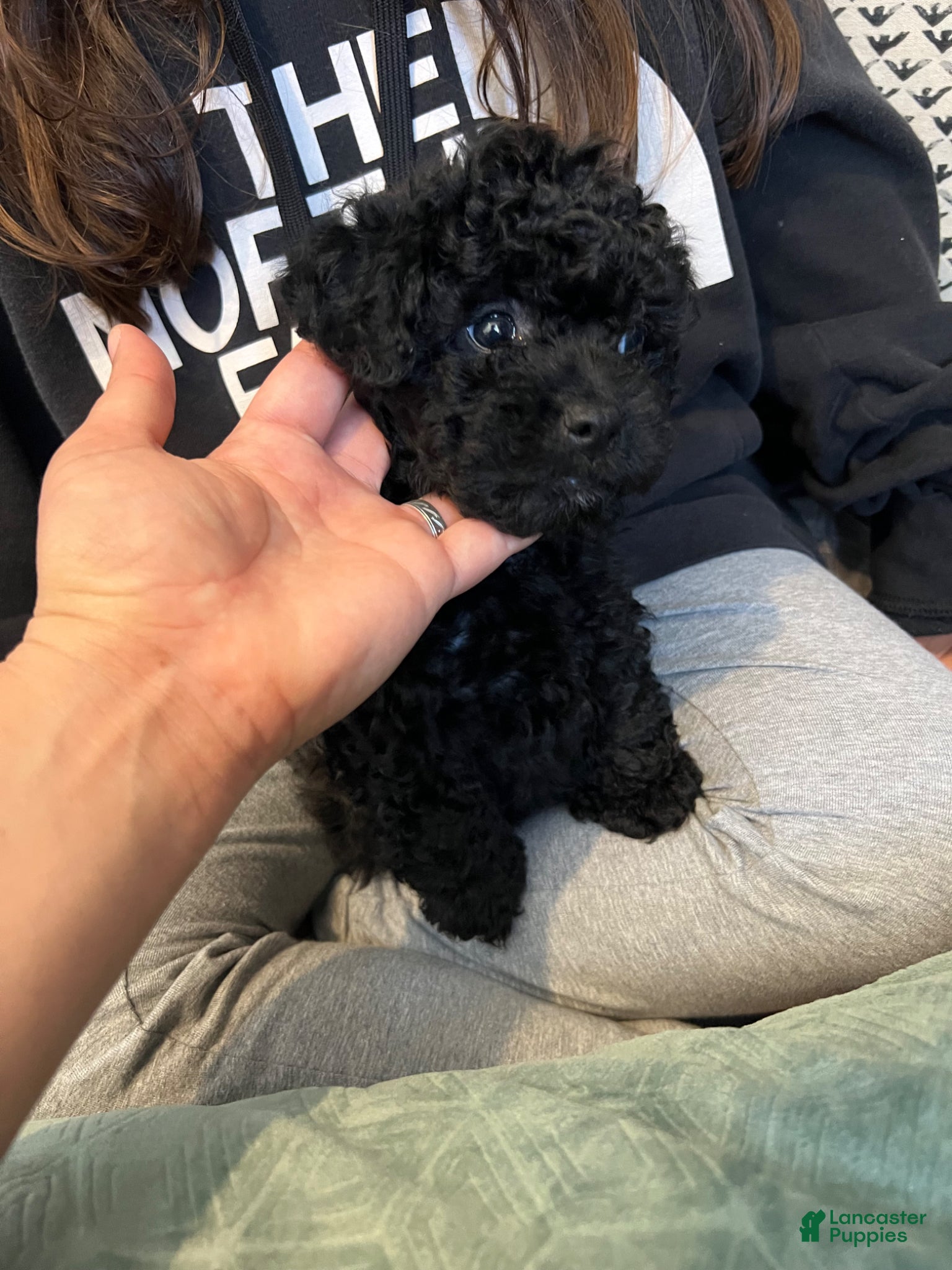 Toy Poodle dogs Toy poodle  - Ad 2