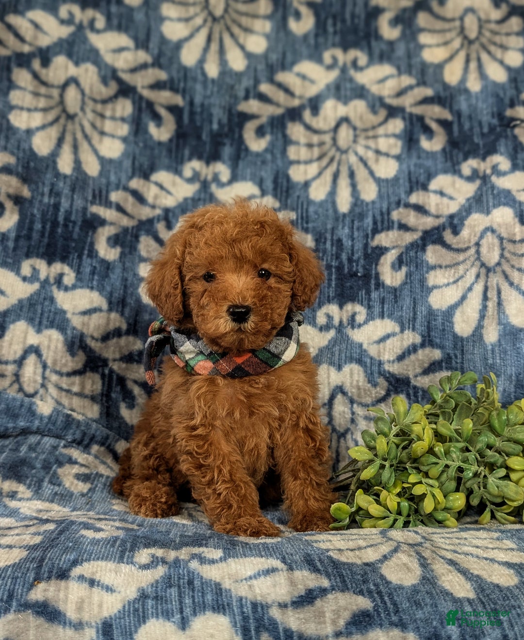 Maltipoo dogs for sale: Daeg - Ad 3