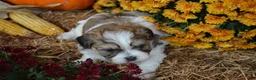 Malshi dogs for sale: Scotty - Ad 3