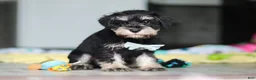 Miniature Schnauzer dogs for sale: Arthur - Ad 5