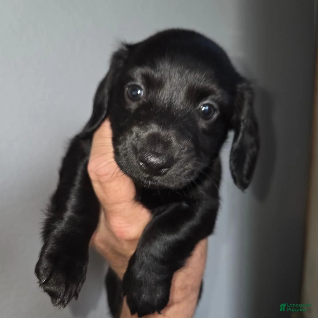 Dachshund dogs for sale: Tank - Ad 2