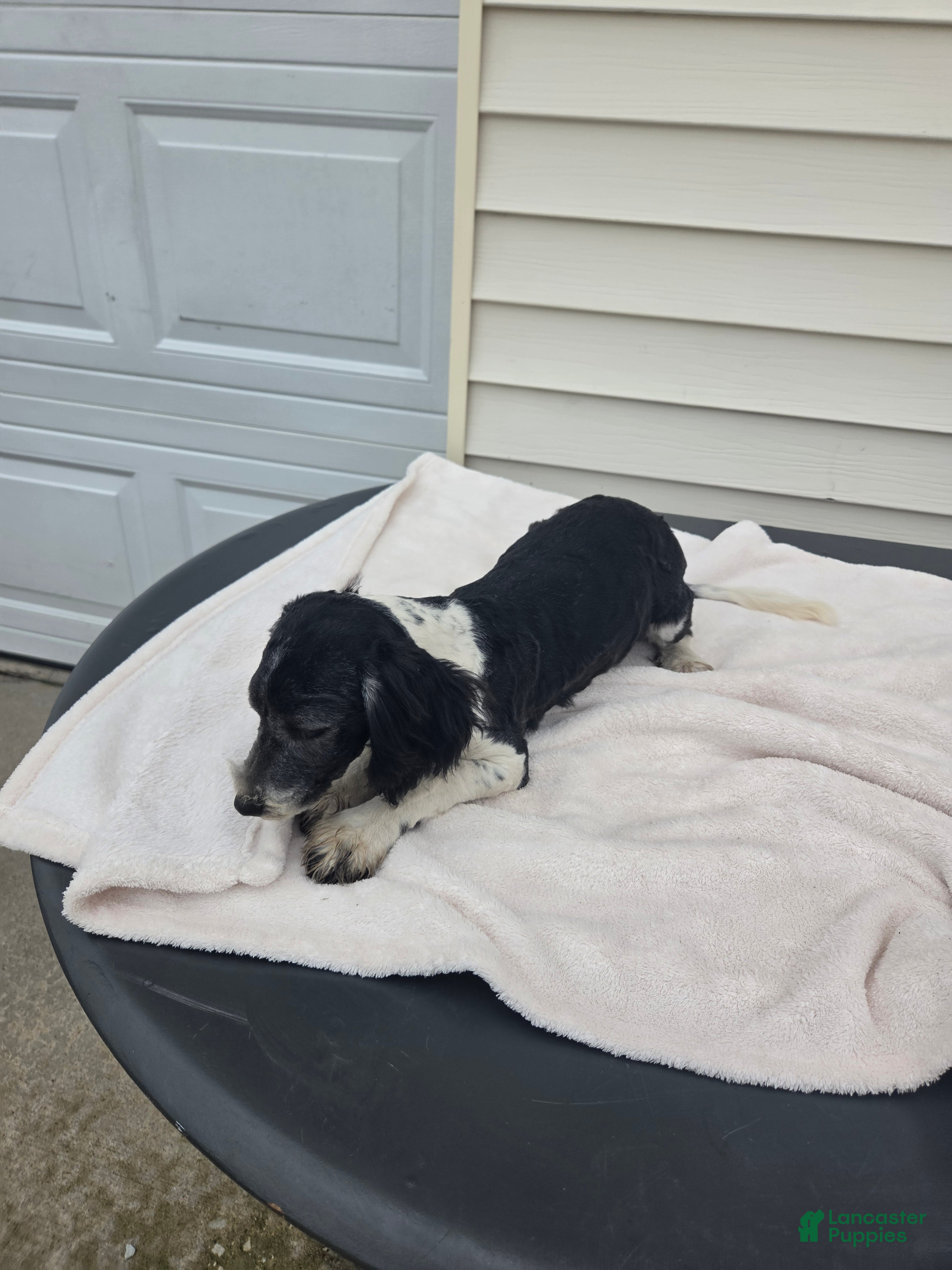 Mini Aussiedoodle dogs Curly - Ad 2