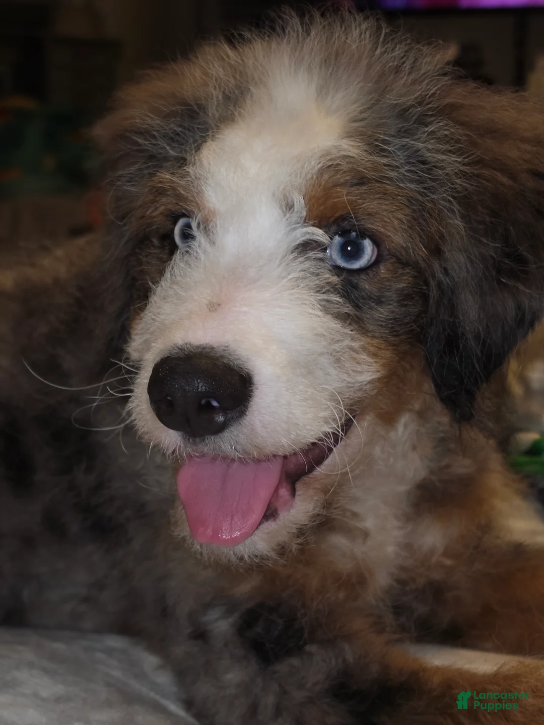 Saint Berdoodles dogs for sale: Milo - Ad 2
