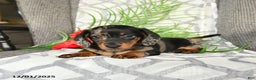 Miniature Dachshund dogs for sale: Justin - Ad 2