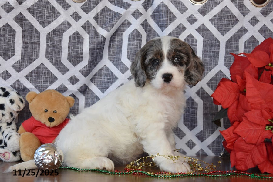 Cockapoo dogs Lindsey - Ad 40