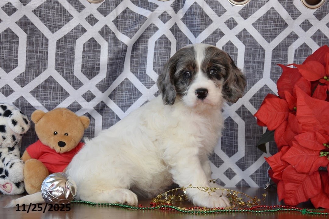 Cockapoo dogs for sale: Lindsey - Ad 1