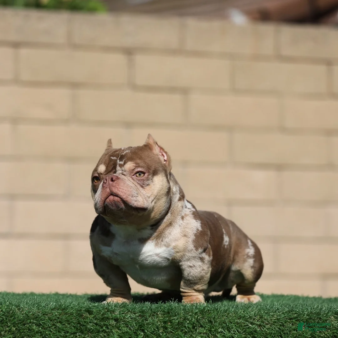American Bully dogs for stud: Goldmine - Ad 3