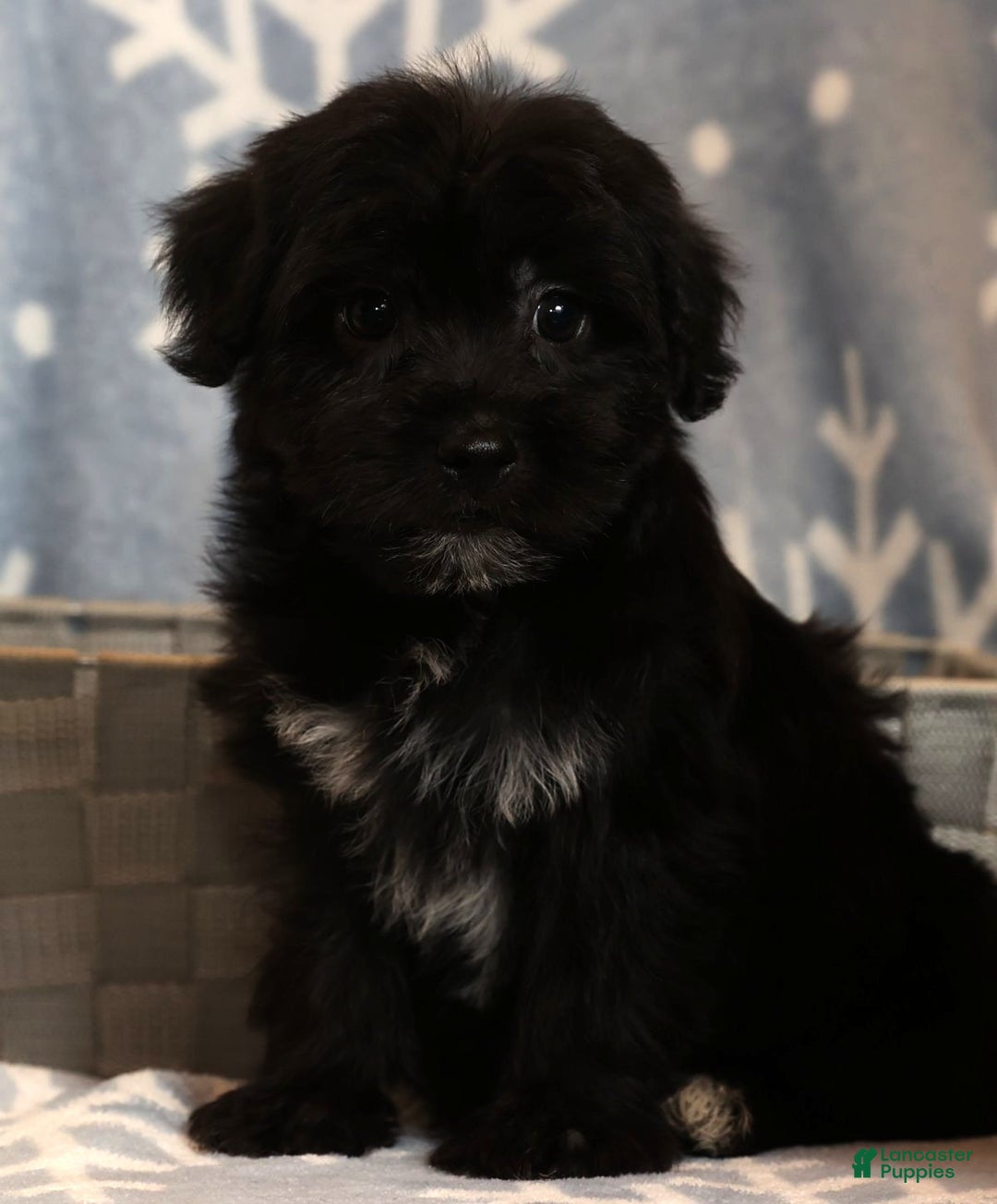 Yochon dogs for sale: Charlie - Ad 6