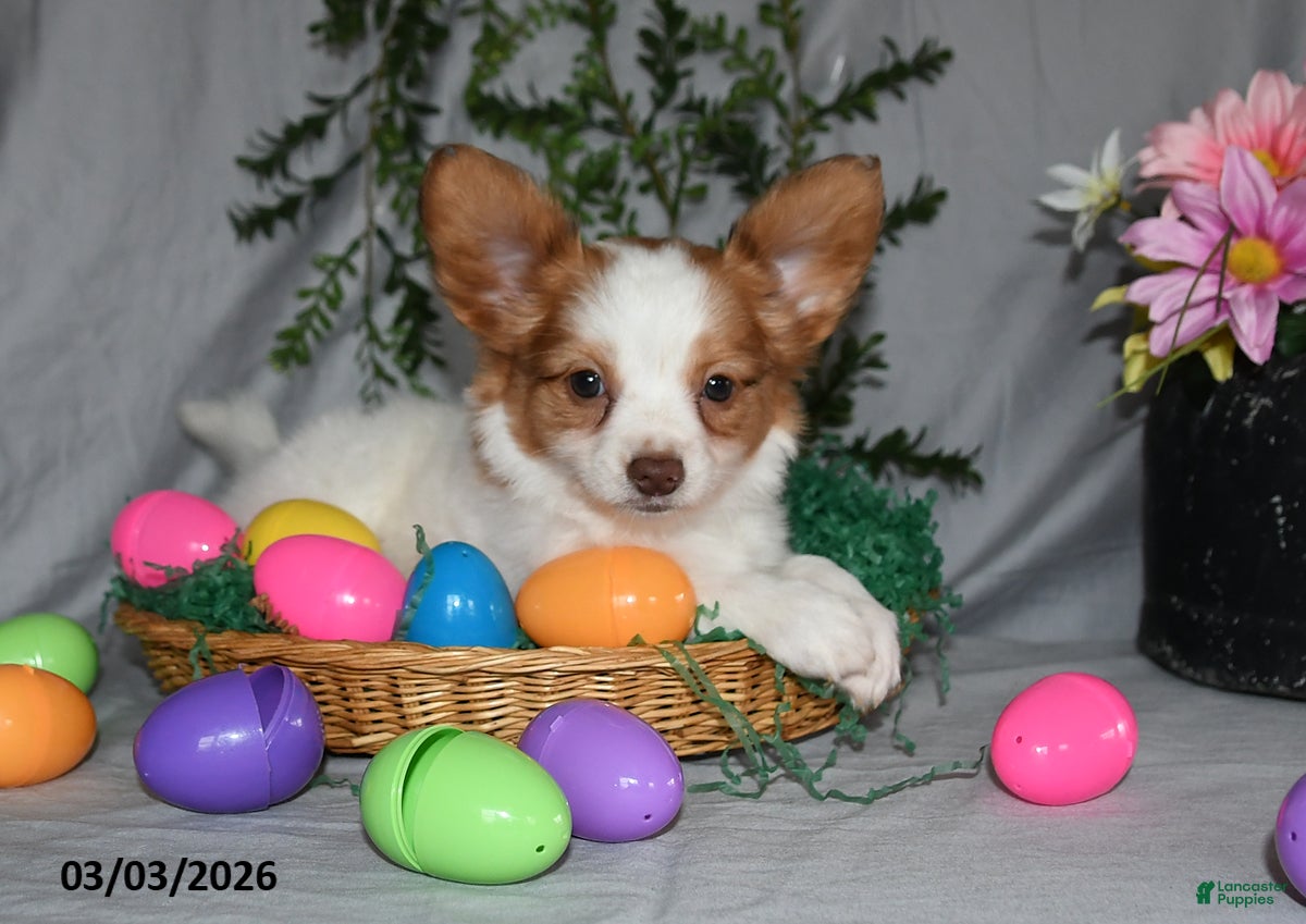 Papillon dogs Bonita - Ad 1