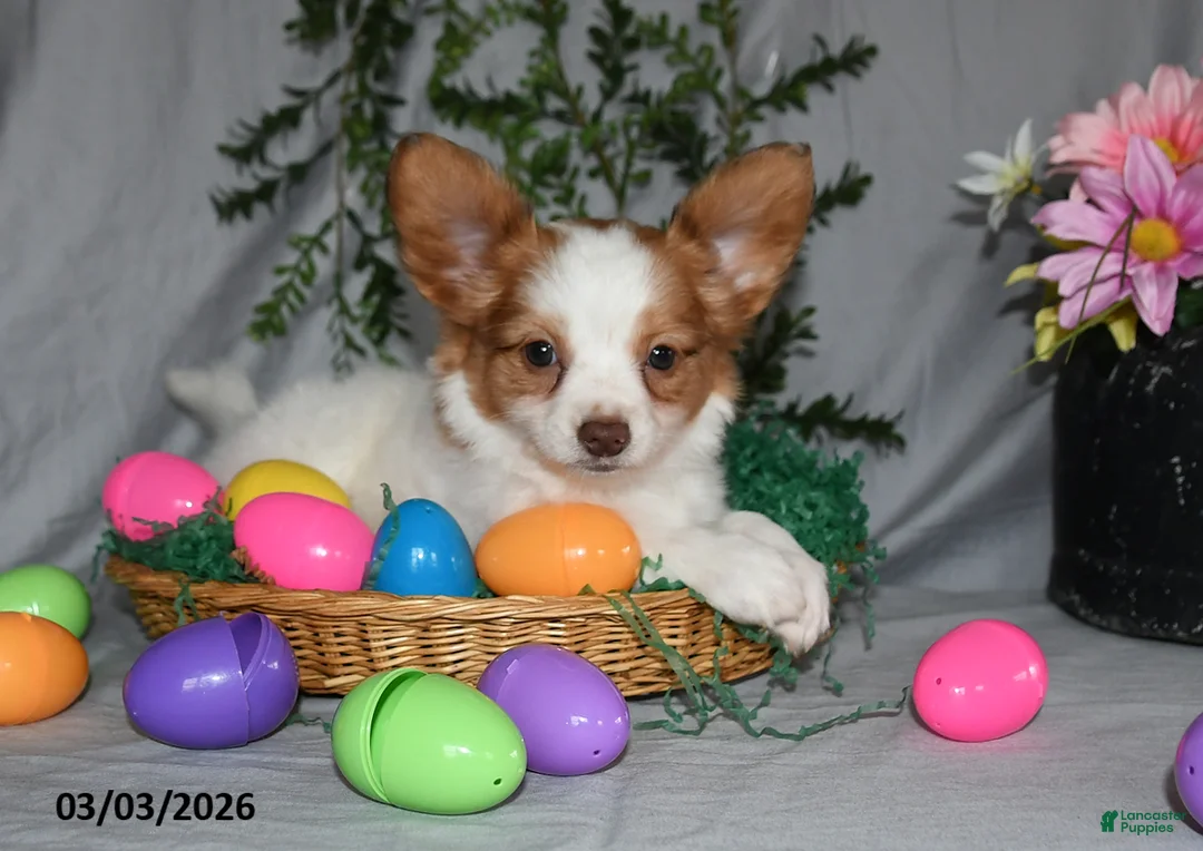 Papillon dogs for sale: Bonita - Ad 1