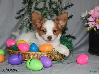 Papillon dogs for sale: Bonita - Ad 1