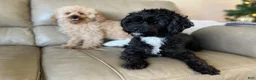 Yorkiepoo dogs for sale:  Coco - Ad 7