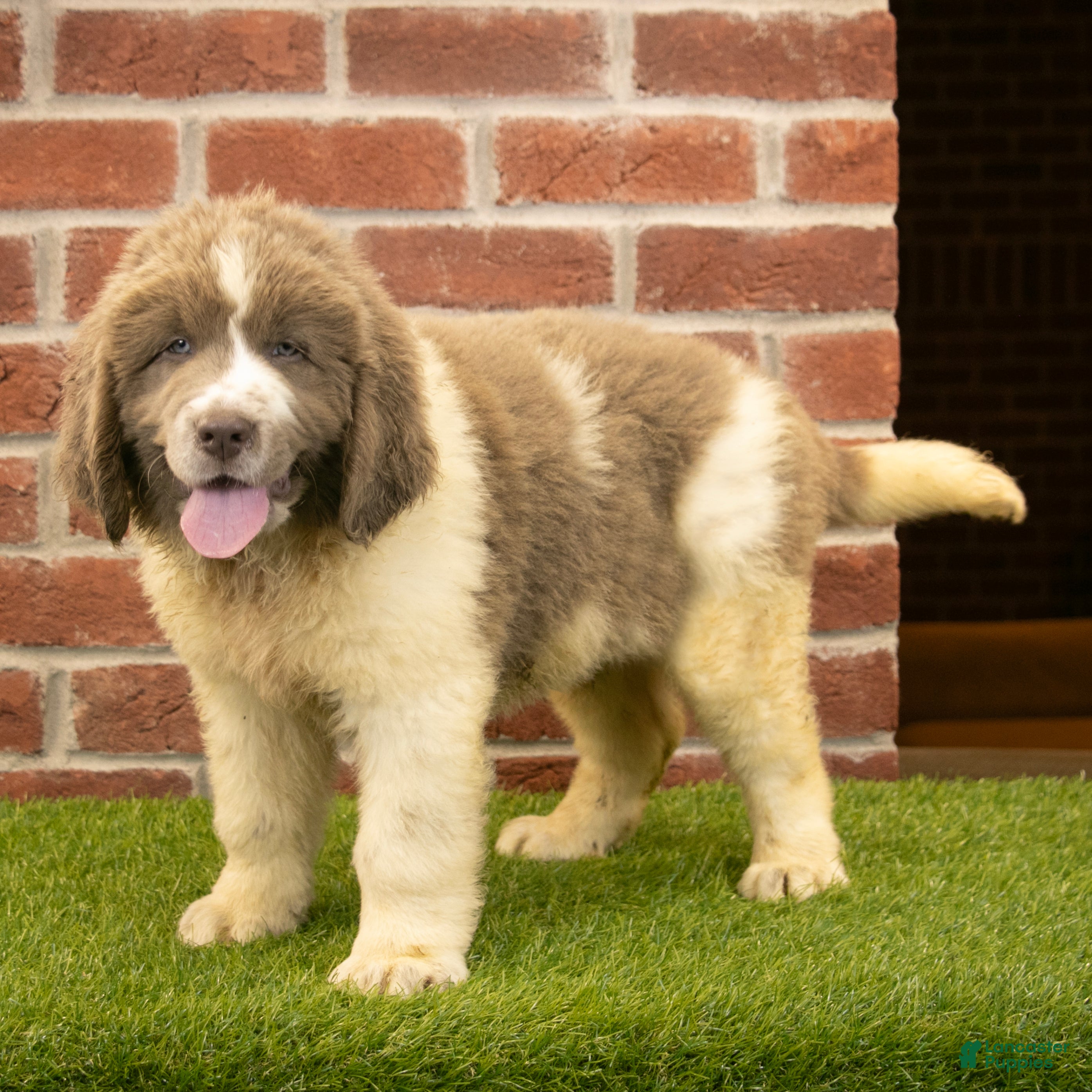 Newfoundland dogs Jackson - Ad 1