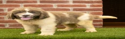 Newfoundland dogs for sale: Jackson - Ad 1