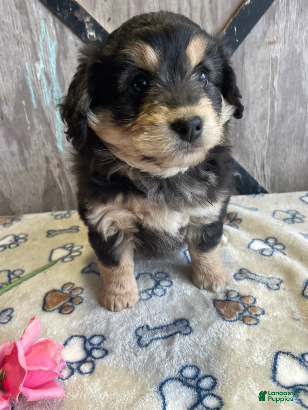 Corgipoo dogs for sale: Shelby - Ad 2