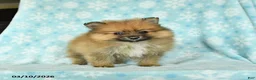 Pomeranian dogs for sale: Dozer - Ad 3