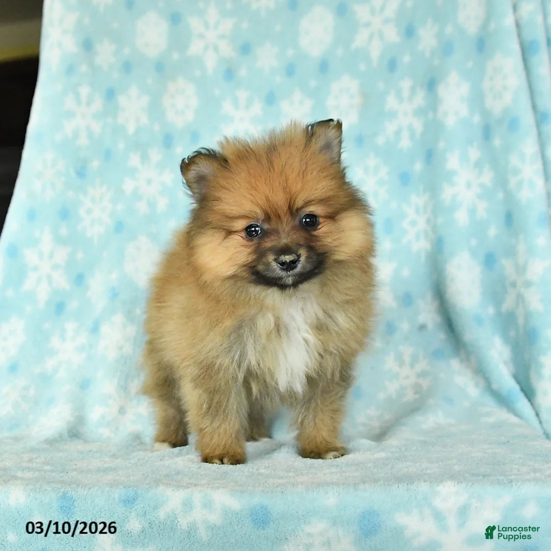 Pomeranian dogs for sale: Dozer - Ad 3