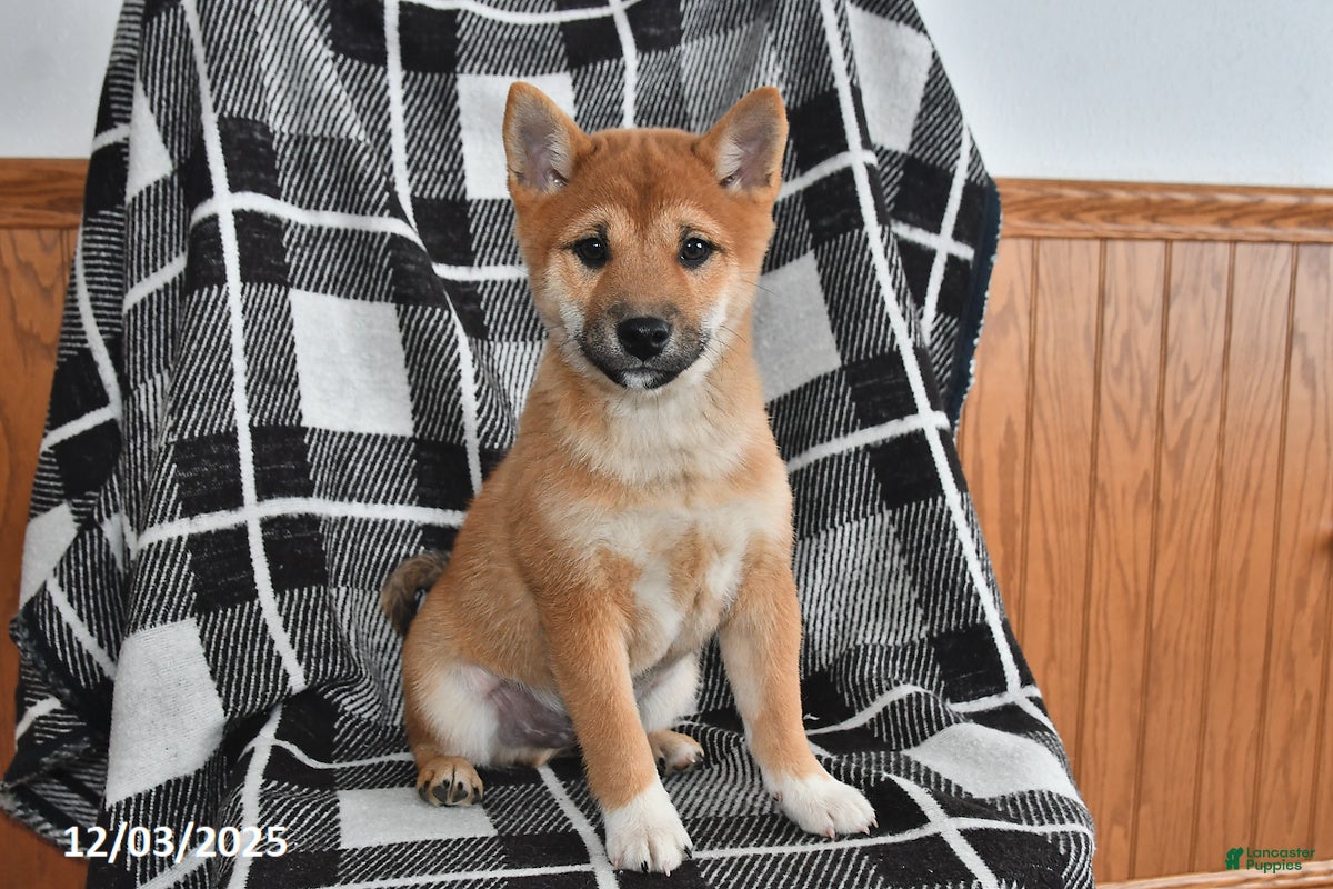 Shiba Inu dogs Josie - Ad 14
