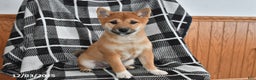 Shiba Inu dogs for sale: Josie - Ad 1