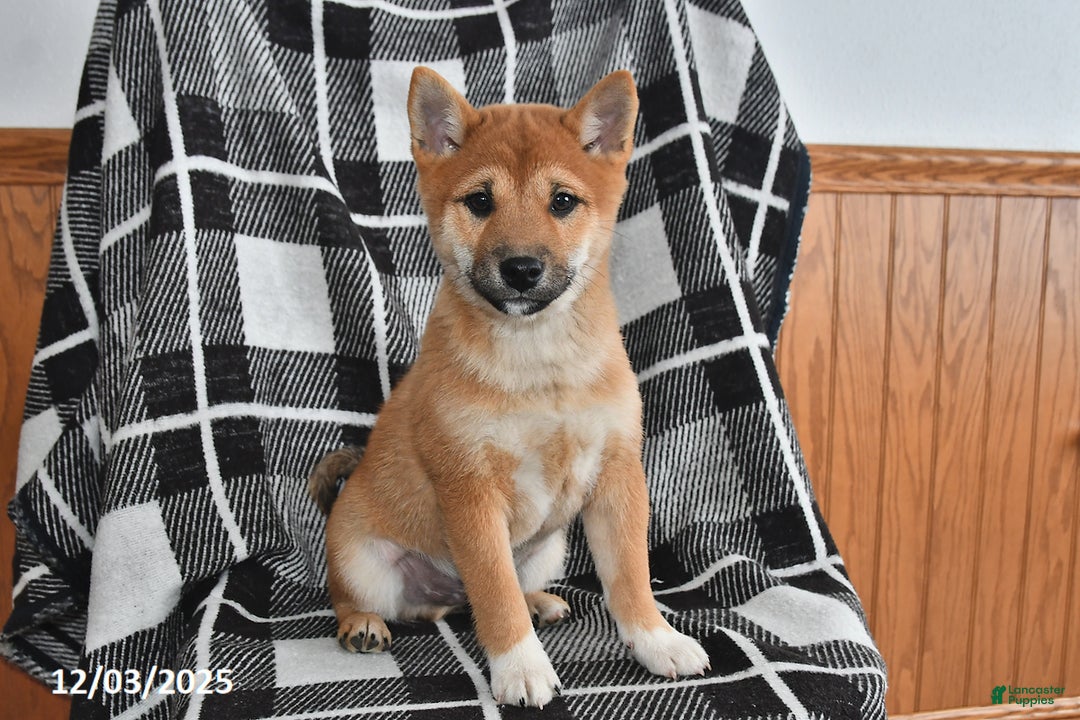Shiba Inu dogs for sale: Josie - Ad 1