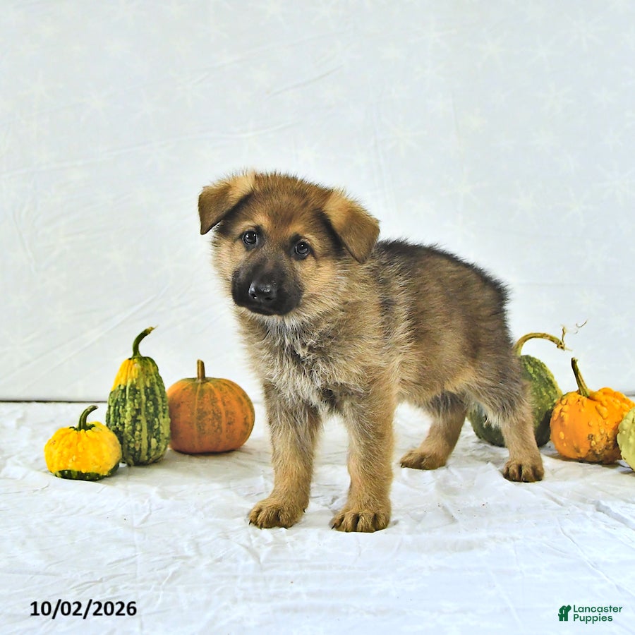 German Shepherd dogs Moose - Ad 2