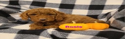 Cockapoo dogs for sale: Remington - Ad 13