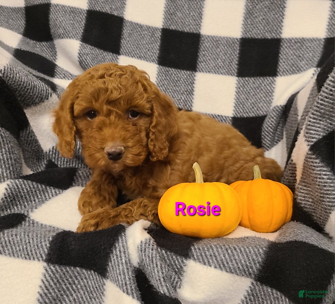 Cockapoo dogs for sale: Remington - Ad 13