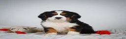 Miniature Bernese Mountain Dog dogs for sale: Max - Ad 8