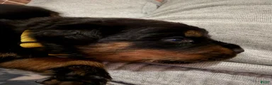 Rottweiler 2