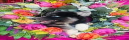 Siberian Husky dogs for sale: Kallie  - Ad 8